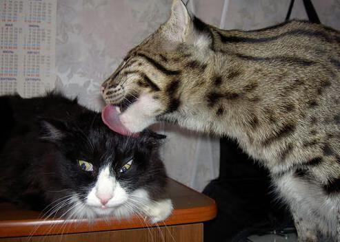 库里站在中线附近,篮球像一枚精准制导的导弹,越过防守球员绝望的手臂,空心入网。第三节还剩5分12秒,勇士领先32分,目标中心球馆的森林狼球迷开始提前退场