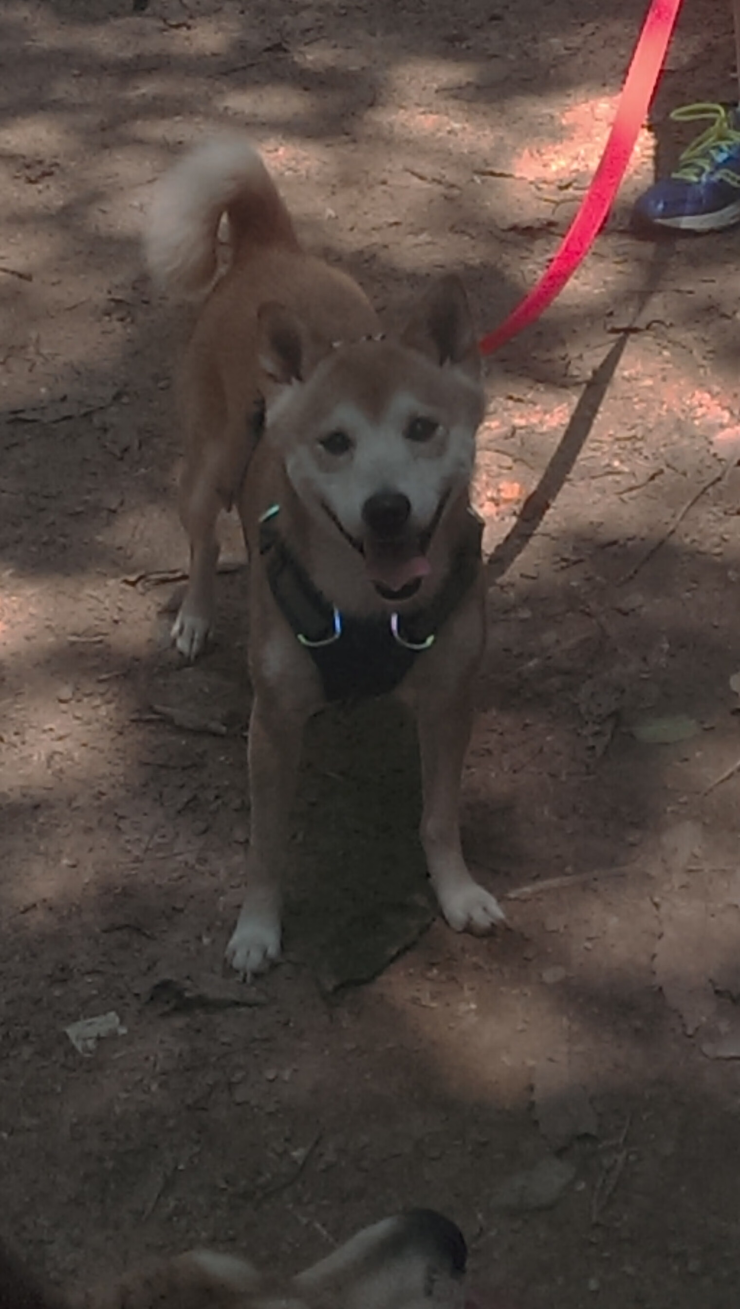 冰与火的世纪碰撞，吉林队如何在波士顿花园冲垮绿军，锡安以关键先生之名加冕