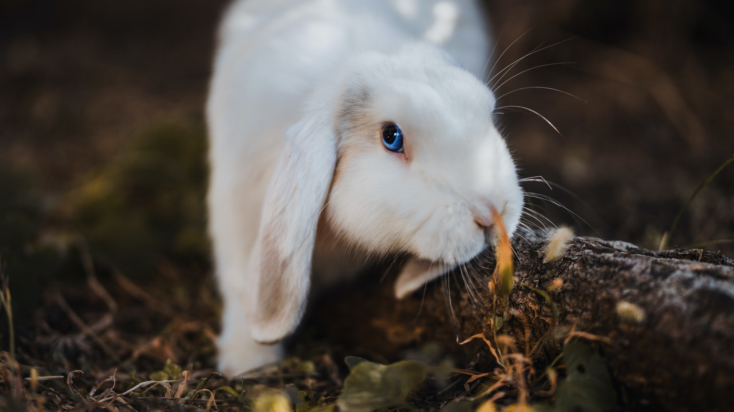 雪域雄鹰对决奥兰多魔术，英格拉姆孤星闪耀，在世界排名的悬崖边接管战争