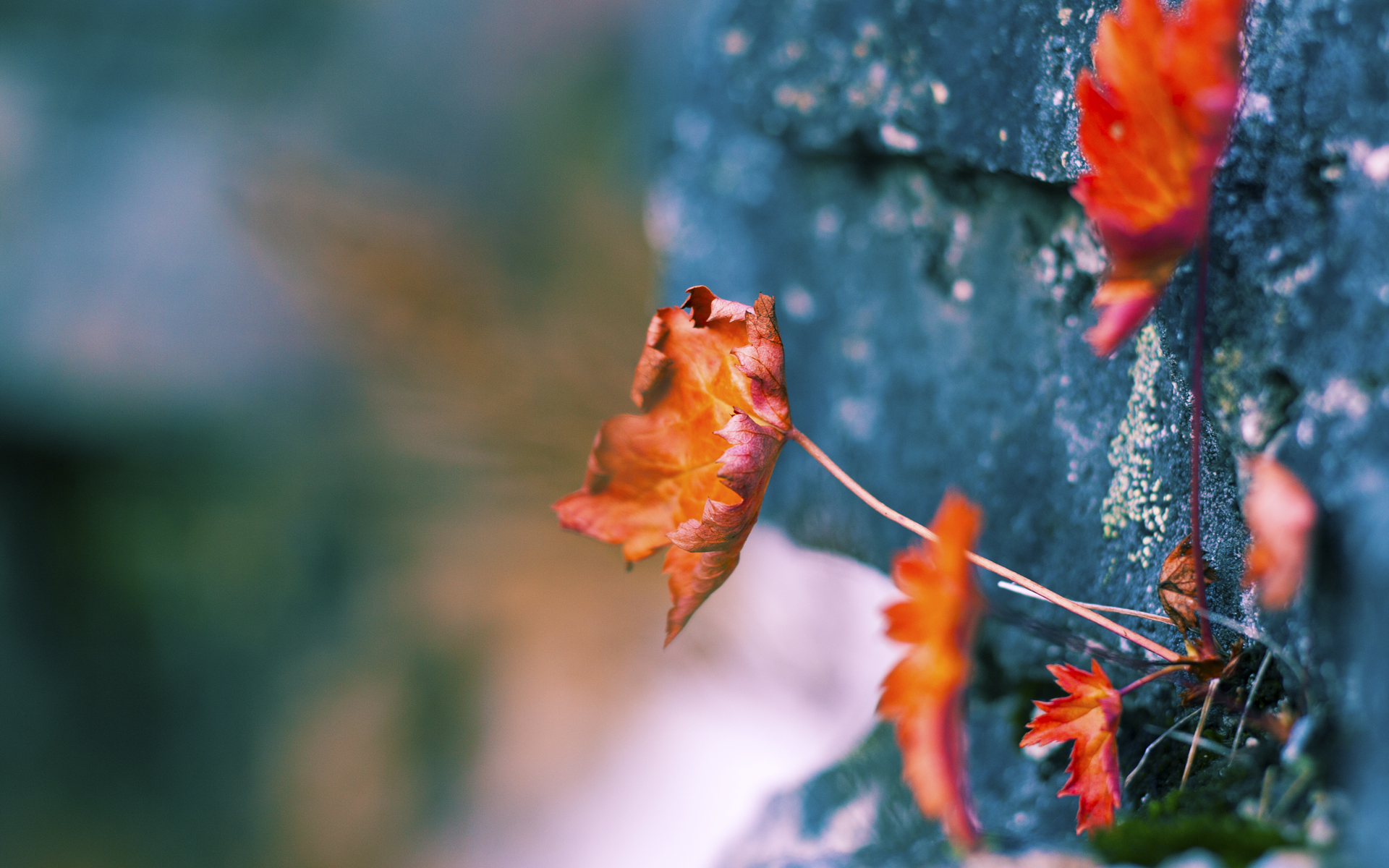 开云体育官网-斗兽场与沙漠之间，卡瓦哈尔的剑，刺穿两个文明的十字路口