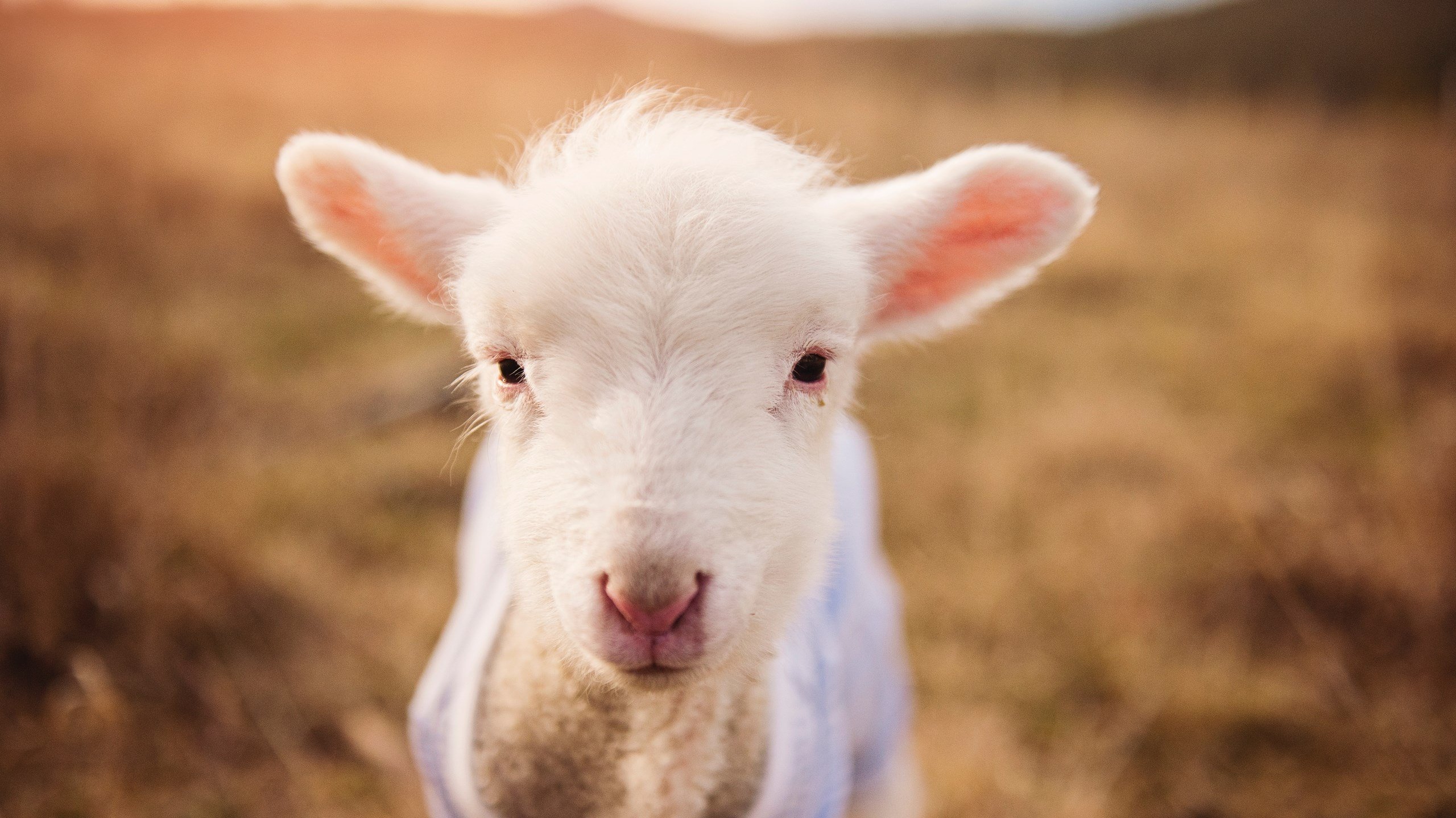 孤星与群狼,哈利伯顿爆发难敌湖人加时险胜爵士