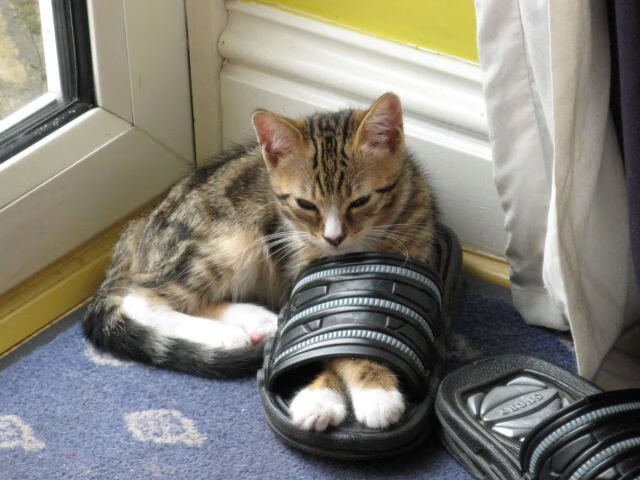 钢铁防线崩溃之夜,霍勒迪现象级表演助浙江队攻克卫冕冠军