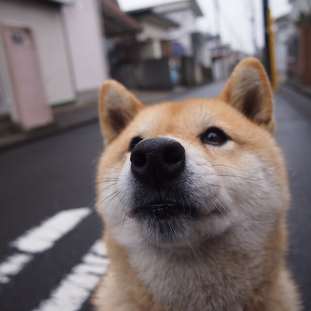 天山雪豹力克华盛顿奇才，西亚卡姆一剑封喉成定局关键