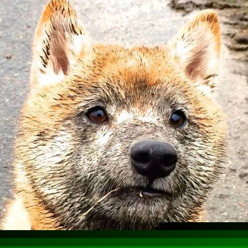 神话与钢铁，当加维的舞蹈刺穿蓝黑城墙